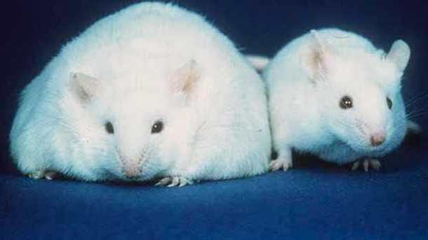 Sweetener Lab Rats